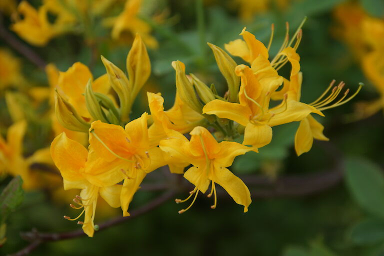 Rhododendron luteum