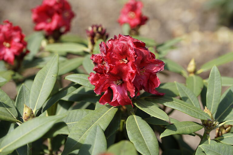 Rhododendron Rabatz