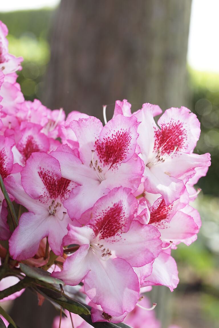 Rhododendron Hachmanns Charmant