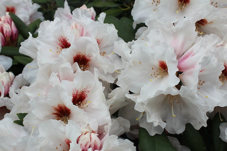 Rhododendron Blüte - yak. 'Bohlkens Snow Fire'