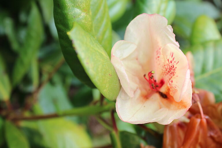 Rhododendron Viscy