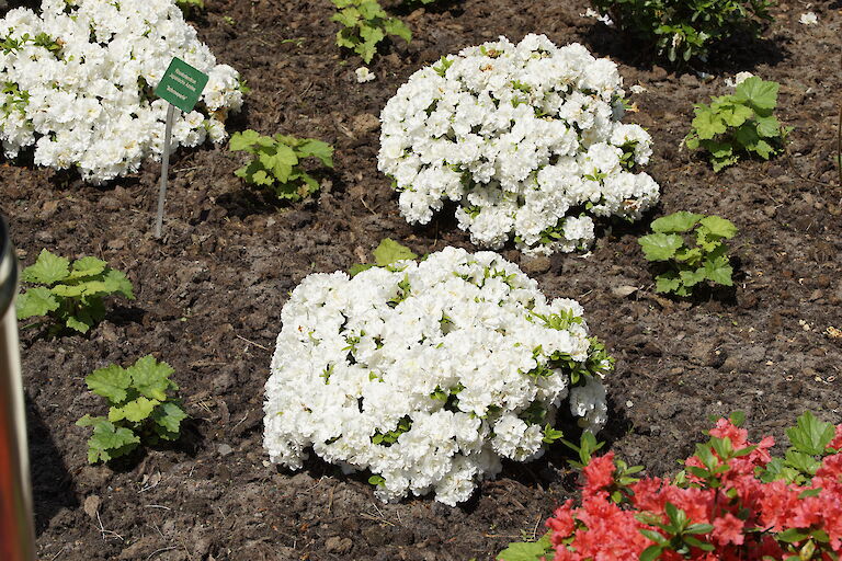 Rhododendron obtusum Schneeperle