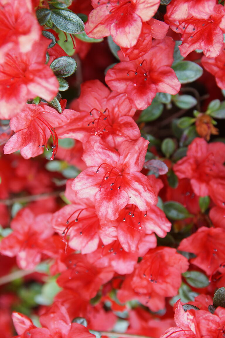 Rhododendron obtusum Bulstrode