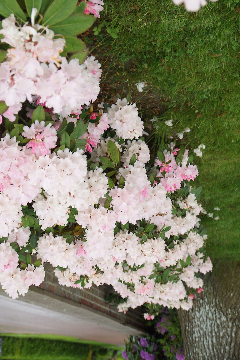 Rhododendron yakushimanum Dreamland Hecke