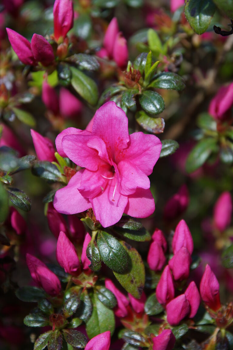 Rhododendron obtusum Melina