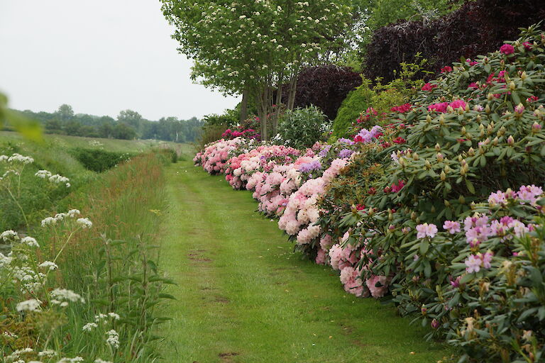 Rhodendron Hecke gemischt