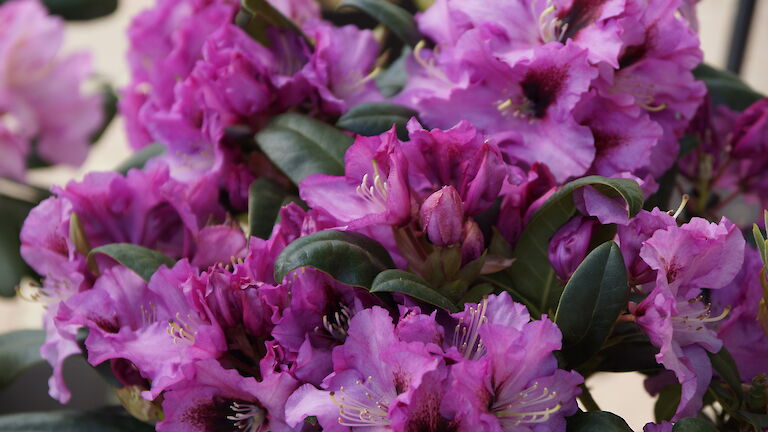 Rhododendron Ornament