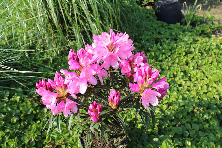 Rhododendron Graziella