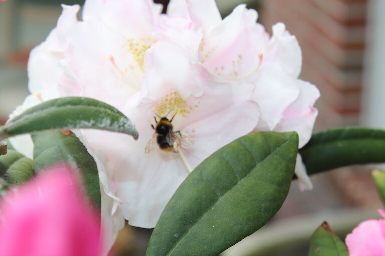 Rhododendron Silverbud Insekt