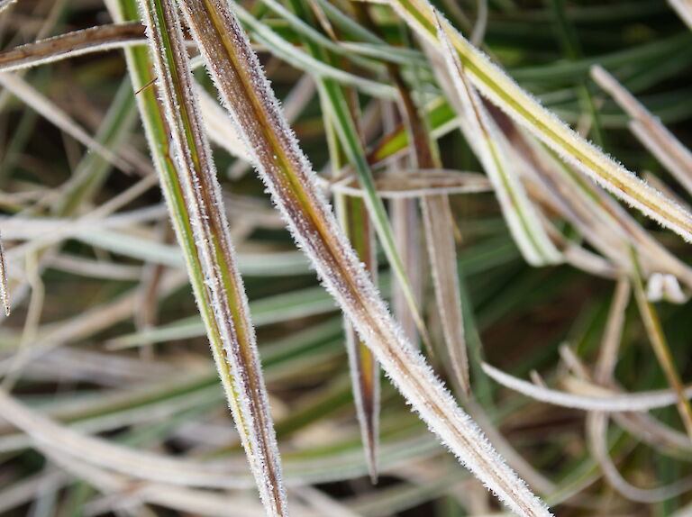 Carex Winter