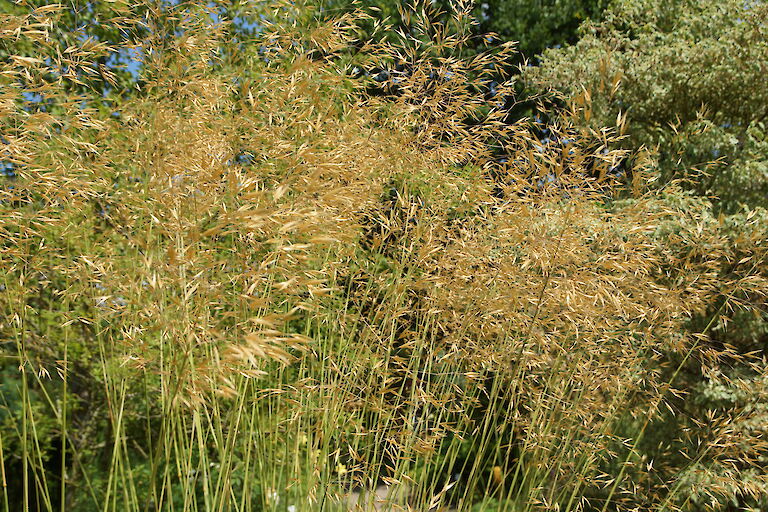 Deschampsia cespitosa