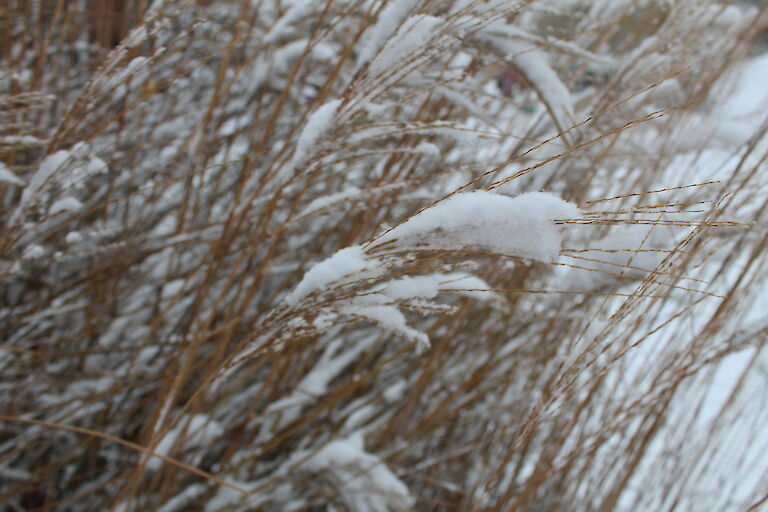 Miscanthus Winter