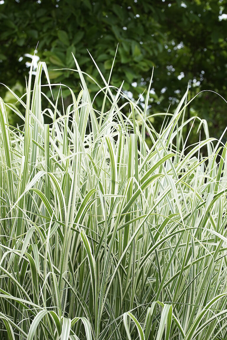 Miscanthus sinensis Variegatus