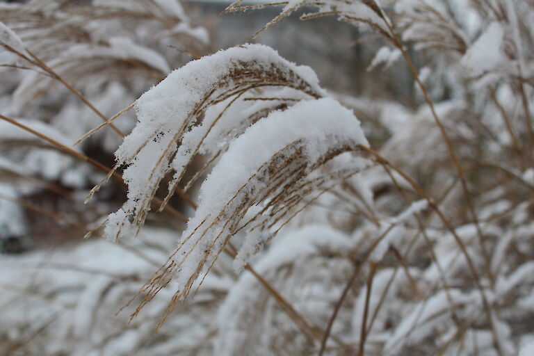 Miscanthus Winter