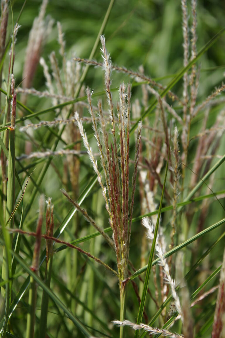 Miscanthus sinensis 'Werner Neuflies'