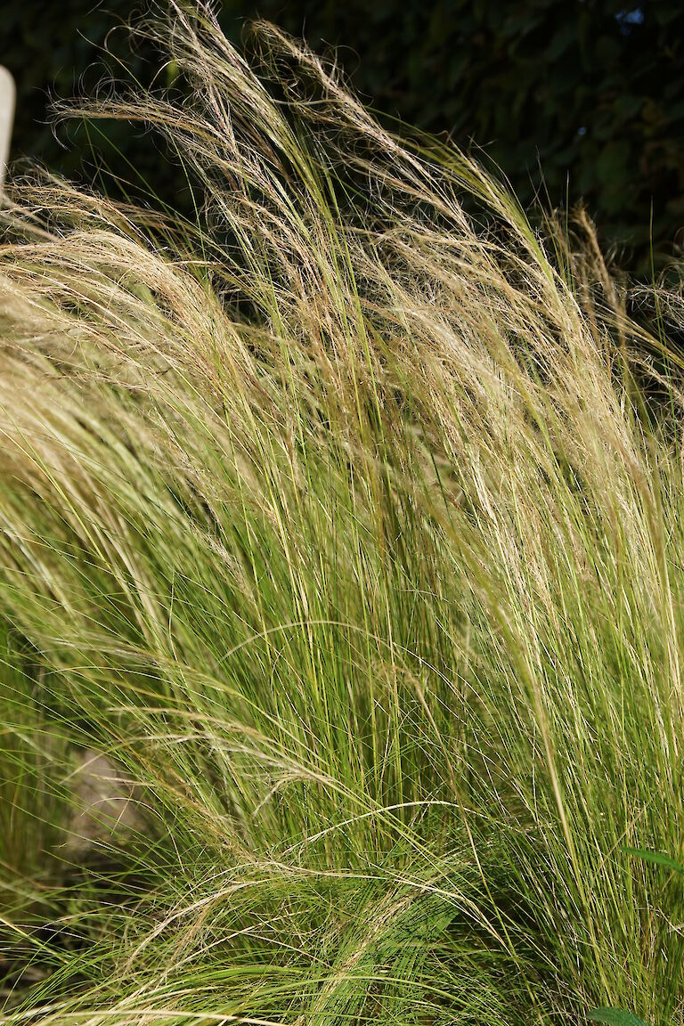 Stipa capillata