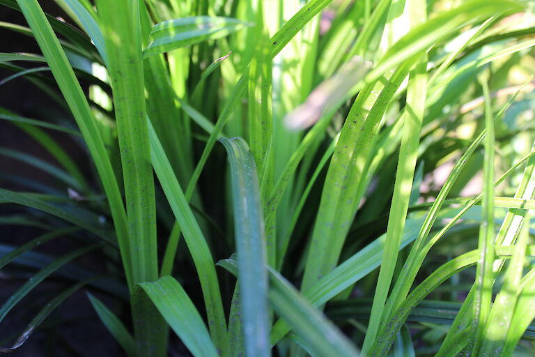 Carex sylvatica