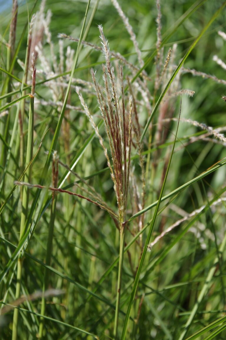 Miscanthus sinensis 'Werner Neuflies'