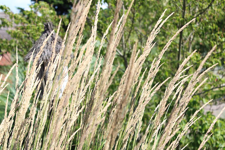 Calamagrostis Karl Förster