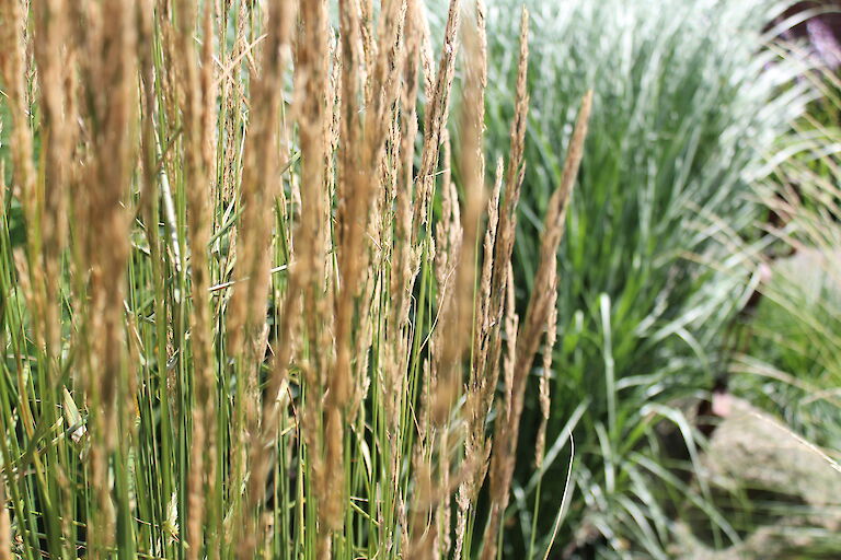 Calamagrostis Karl Förster