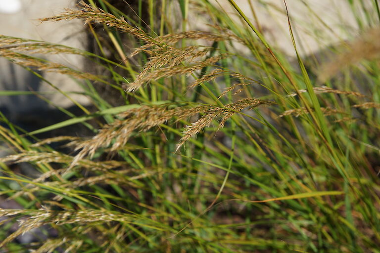 Stipa calamagrostis