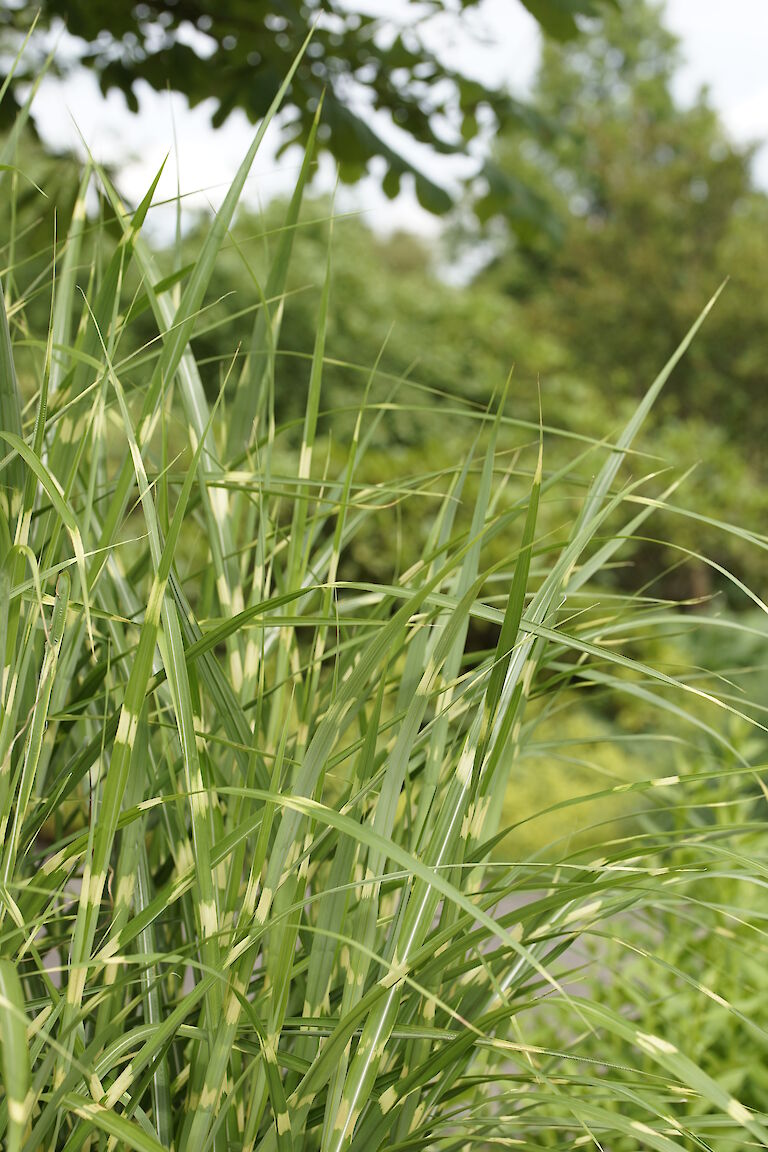 Miscanthus sinensis Strictus