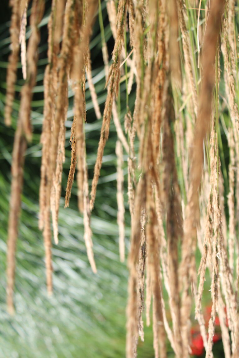 Calamagrostis Karl Förster