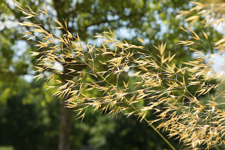 Deschampsia cespitosa