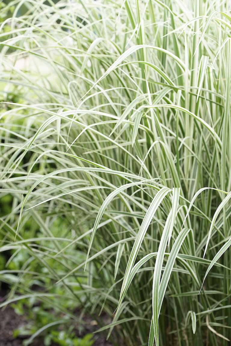 Miscanthus sinensis Variegatus