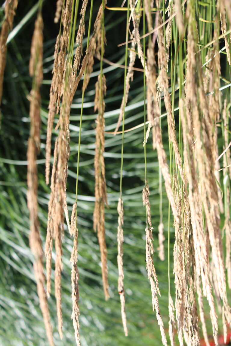 Calamagrostis Karl Förster