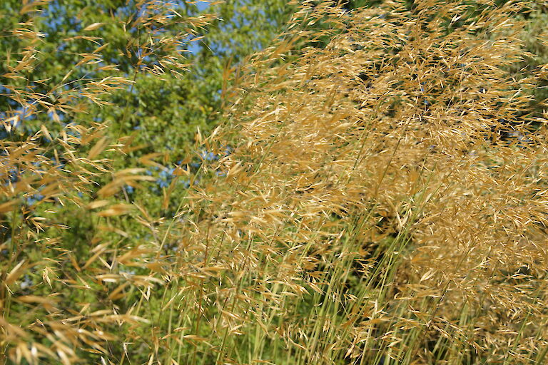 Deschampsia cespitosa