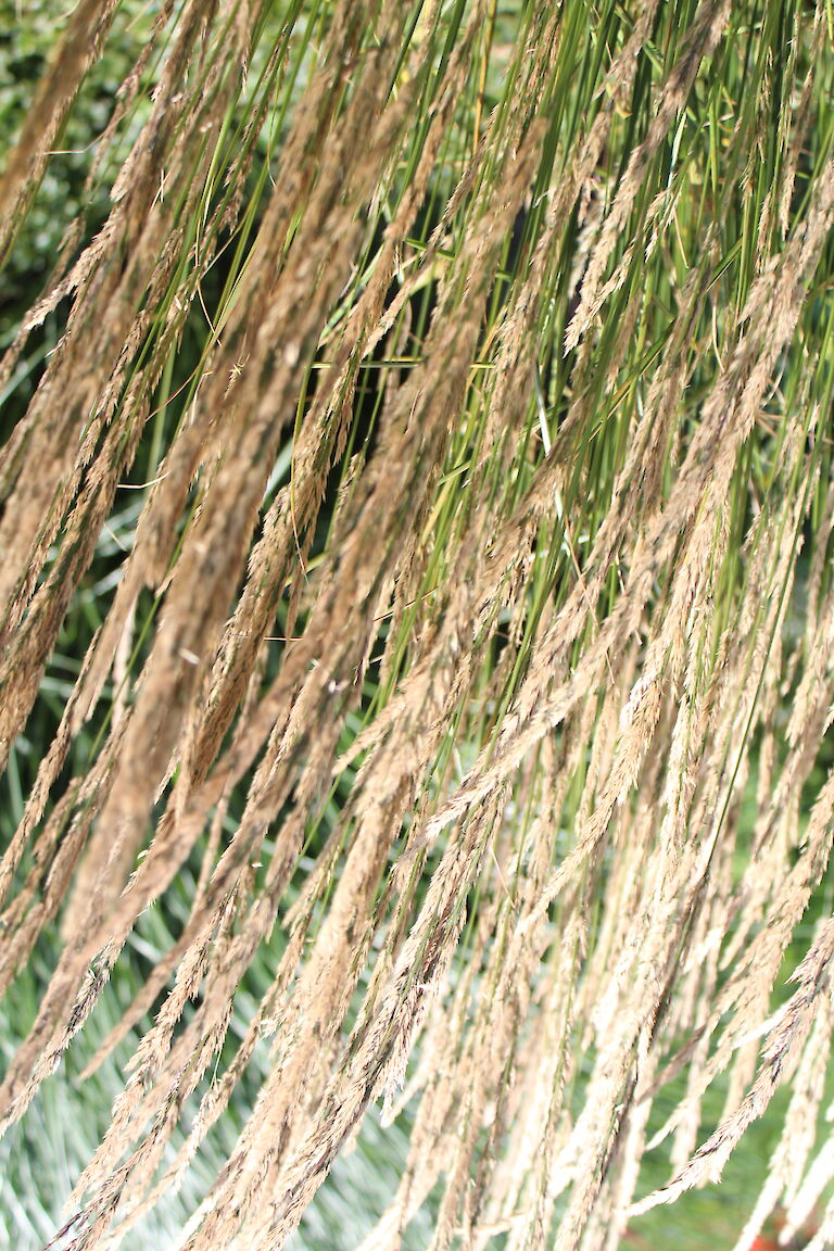 Calamagrostis Karl Förster