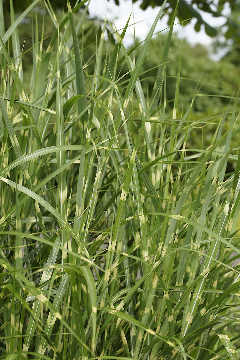 Miscanthus sinensis Strictus