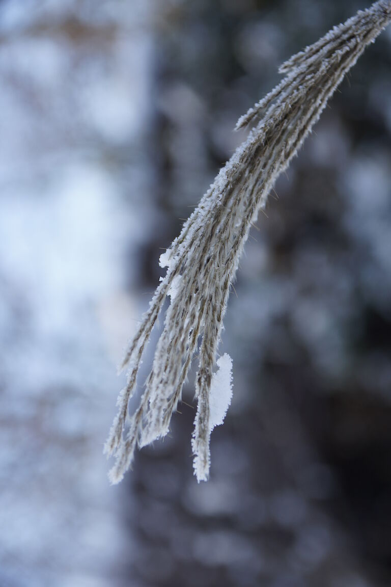 Miscanthus Winter