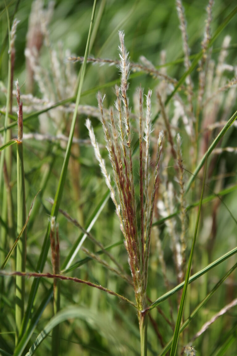 Miscanthus sinensis 'Werner Neuflies'