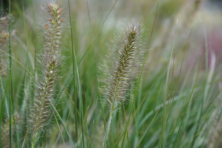  Pennisetum alopecuroides 'Elena'