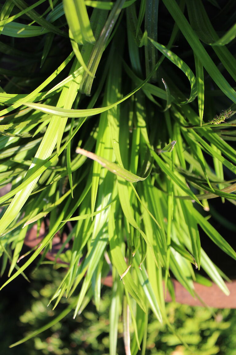 Carex sylvatica