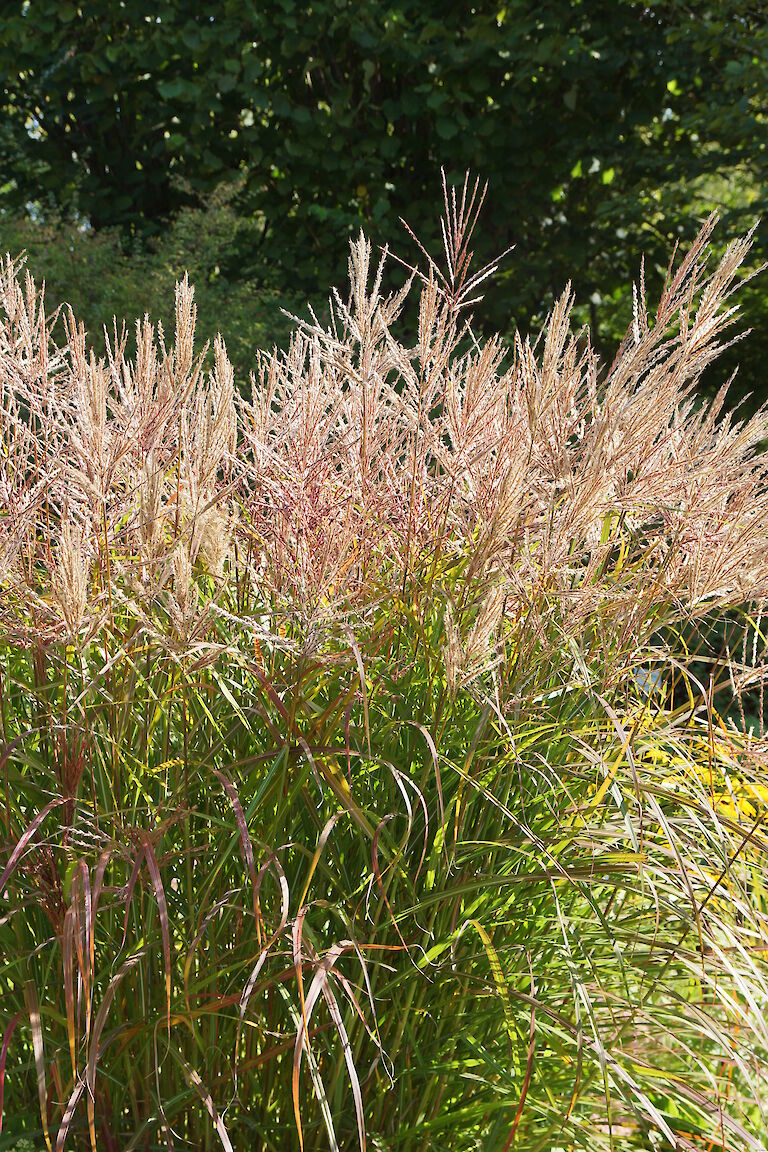 Miscanthus sinensis