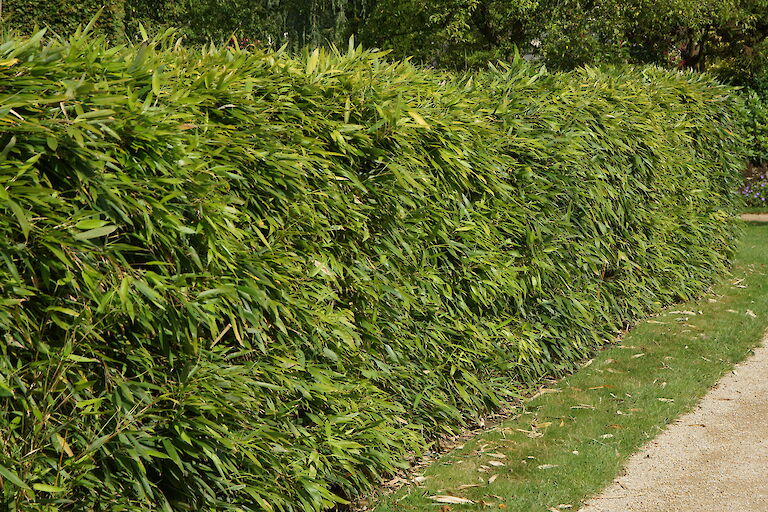 Phyllostachys Hecke