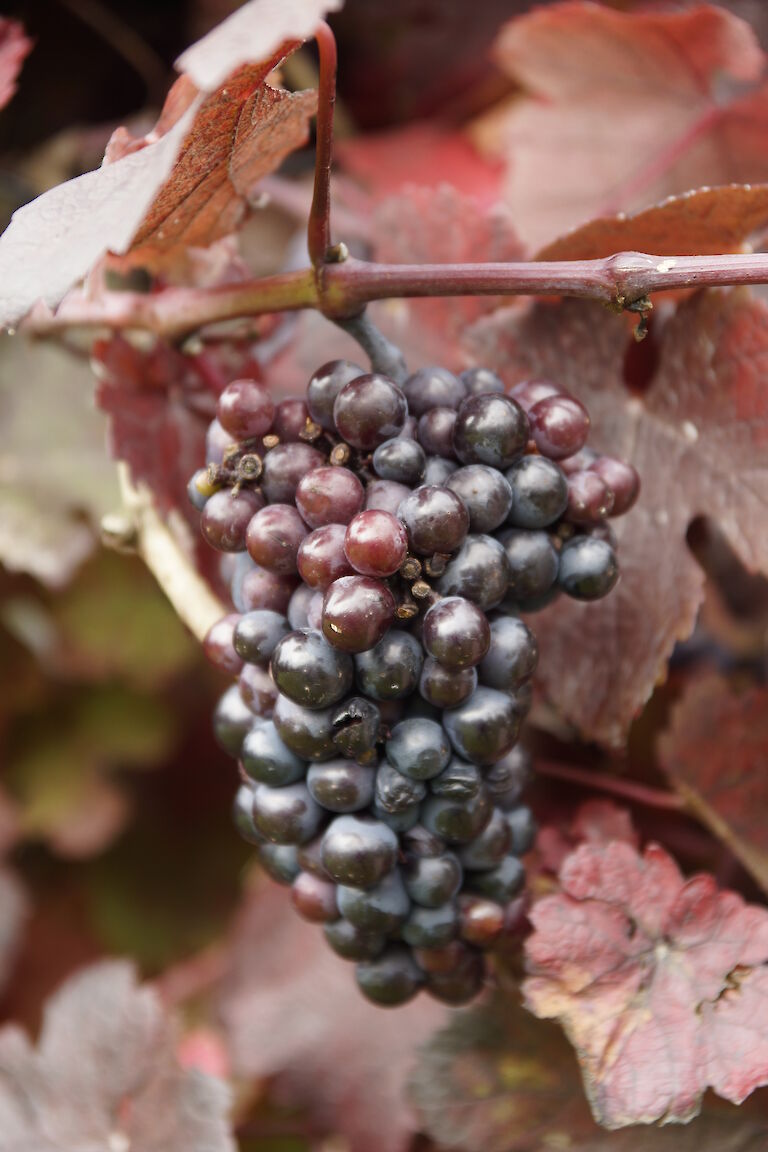 Vitis vinifera 'Purpurascens' 