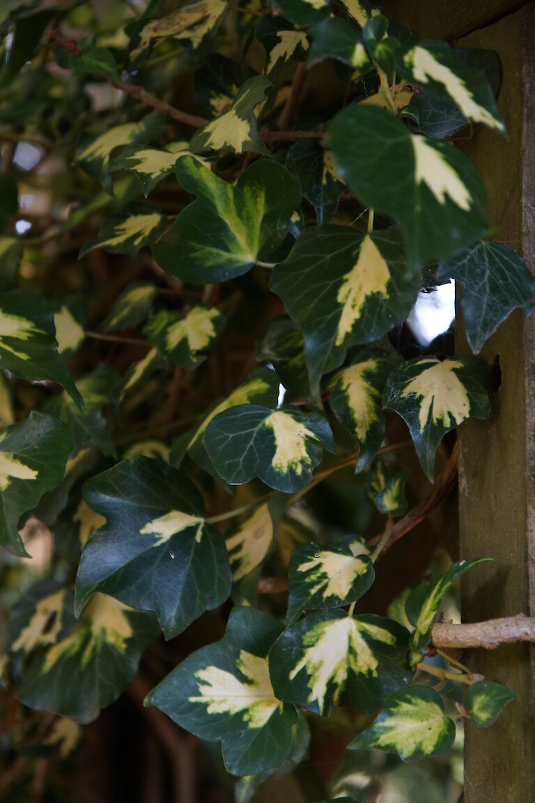 Hedera helix 'Goldheart'