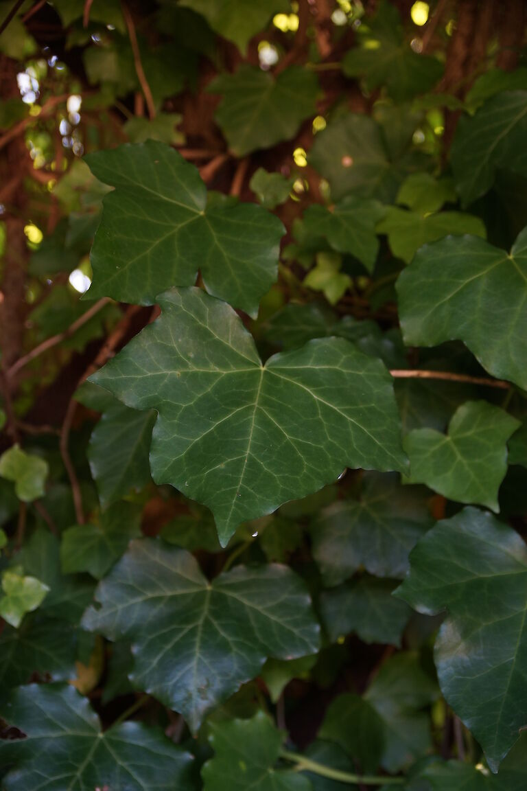 Hedera helix