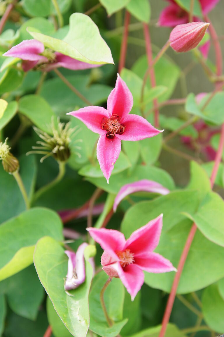 Clematis texensis 'Princess Diana'