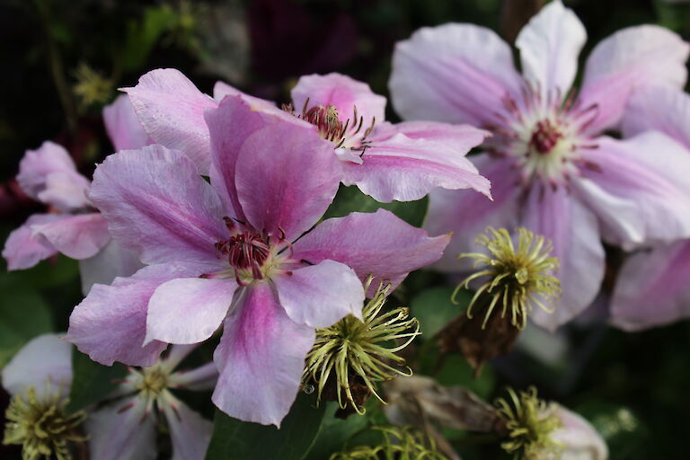 Clematis 'Girenas'