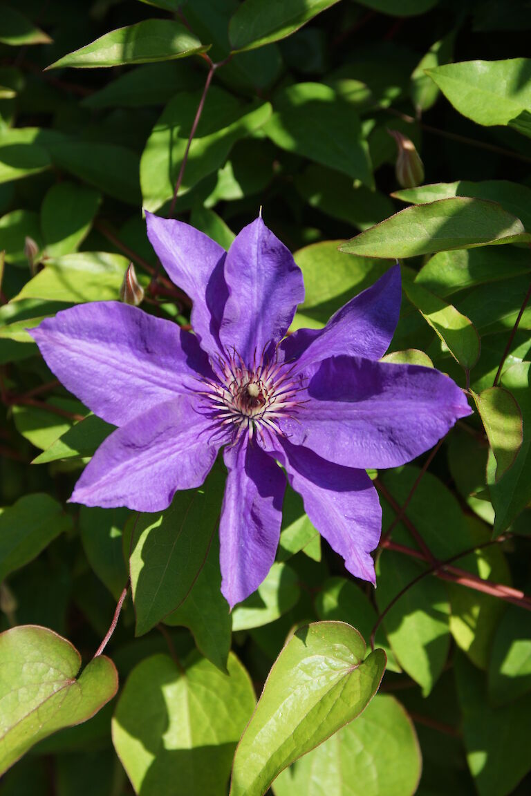 Clematis Hybride