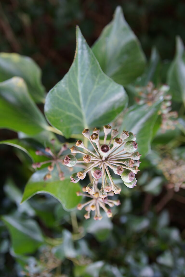 Hedera helix 'Arborescens' Blüte Winter
