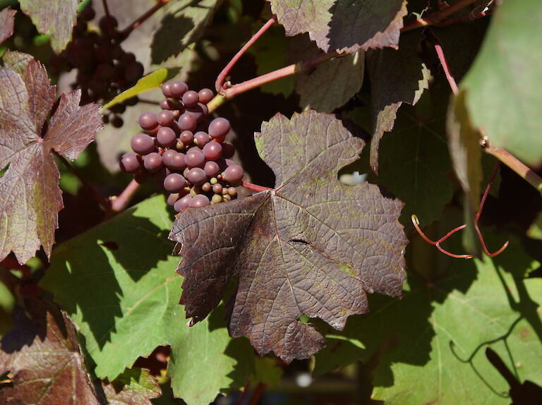 Vitis vinifera 'Purpurascens'
