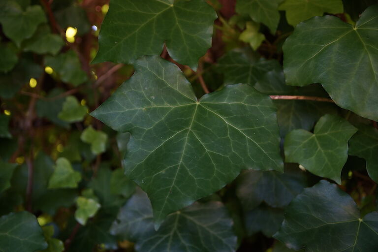 Hedera helix