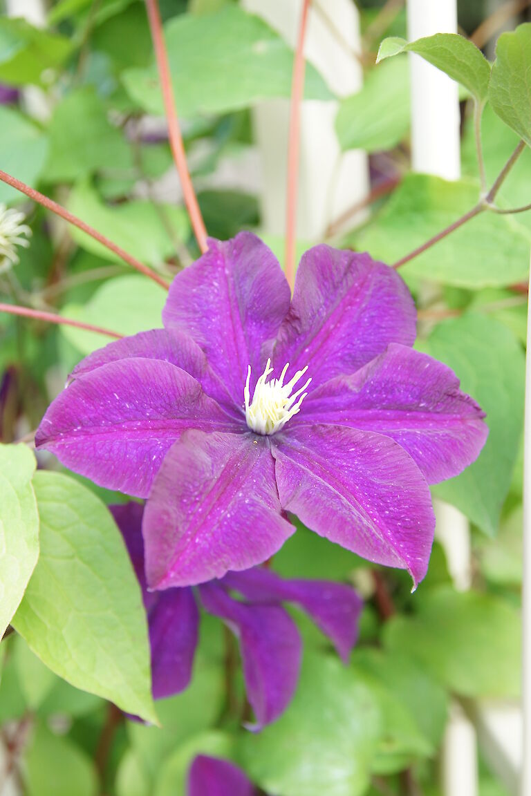 Clematis 'Warszawka Nike'