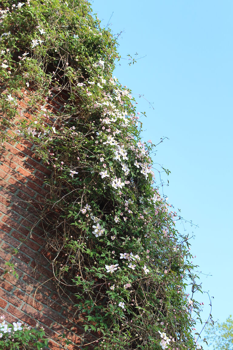 Clematis montana rubens